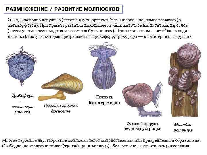 РАЗМНОЖЕНИЕ И РАЗВИТИЕ МОЛЛЮСКОВ Оплодотворение наружное (многие двустворчатые. У моллюсков непрямое развитие (с метаморфозой).