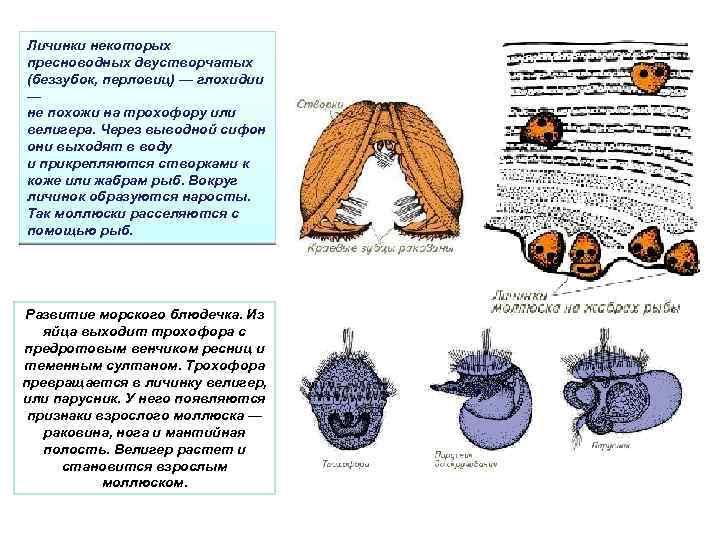 Личинки некоторых пресноводных двустворчатых (беззубок, перловиц) — глохидии — не похожи на трохофору или