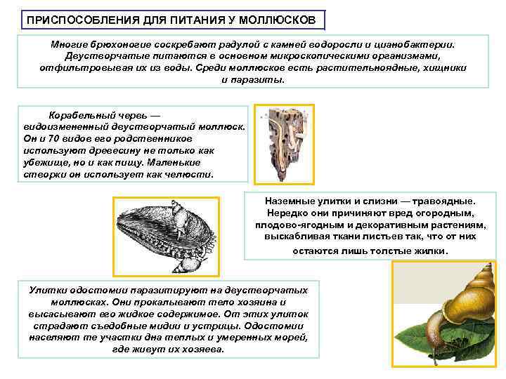 ПРИСПОСОБЛЕНИЯ ДЛЯ ПИТАНИЯ У МОЛЛЮСКОВ Многие брюхоногие соскребают радулой с камней водоросли и цианобактерии.