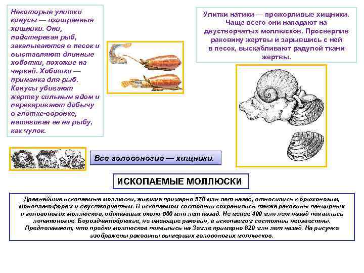 Некоторые улитки конусы — изощренные хищники. Они, подстерегая рыб, закапываются в песок и выставляют