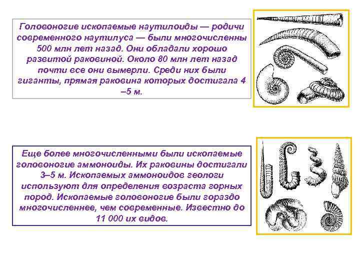 Головоногие ископаемые наутилоиды — родичи современного наутилуса — были многочисленны 500 млн лет назад.