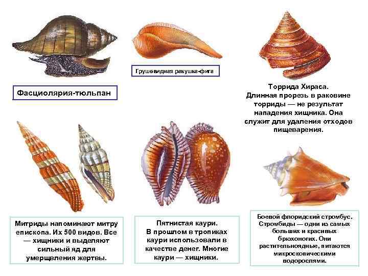 Название моллюсков. Названия раковин брюхоногих моллюсков. Форма раковины брюхоногого моллюска. Раковины брюхоногих моллюсков Каури. Раковины брюхоногих моллюсков Митра.
