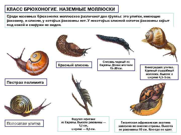 КЛАСС БРЮХОНОГИЕ. НАЗЕМНЫЕ МОЛЛЮСКИ Среди наземных брюхоногих моллюсков различают две группы: это улитки, имеющие