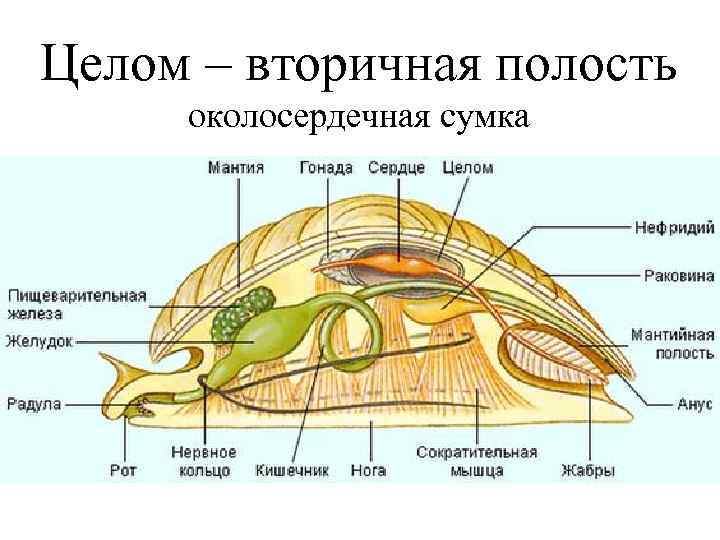 Целом – вторичная полость околосердечная сумка 