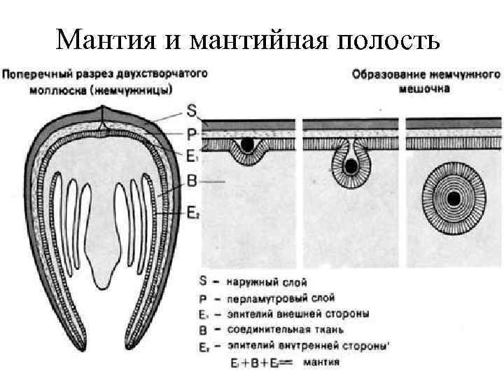 Мантия и мантийная полость 