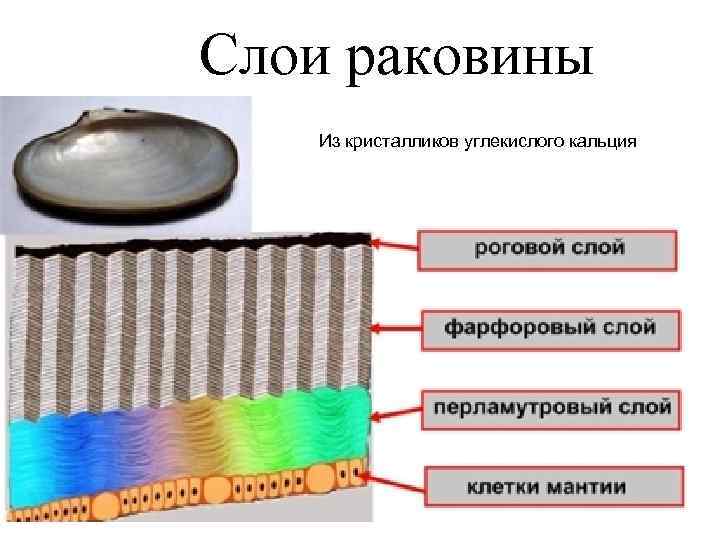Слои раковины Из кристалликов углекислого кальция 