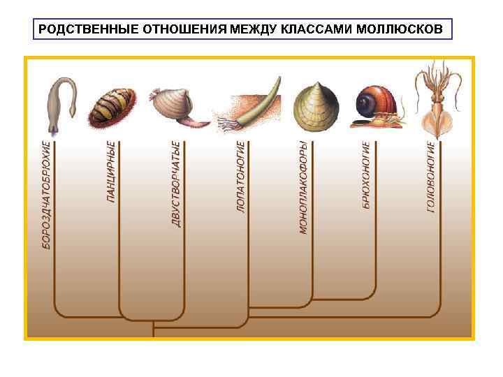 РОДСТВЕННЫЕ ОТНОШЕНИЯ МЕЖДУ КЛАССАМИ МОЛЛЮСКОВ 