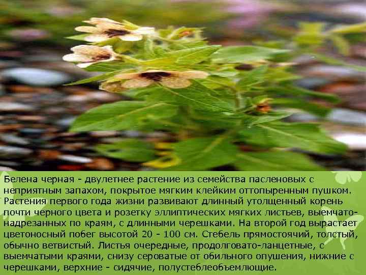 Белена черная - двулетнее растение из семейства пасленовых с неприятным запахом, покрытое мягким клейким