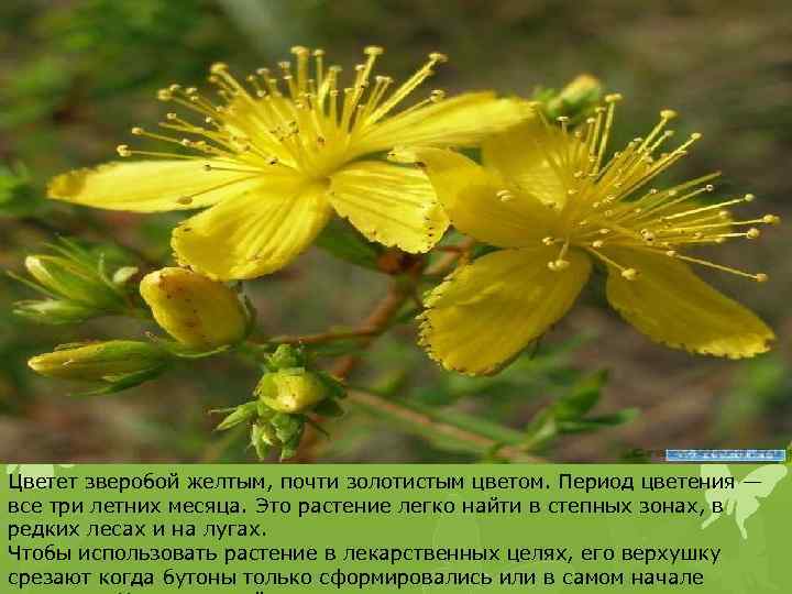 Цветет зверобой желтым, почти золотистым цветом. Период цветения — все три летних месяца. Это