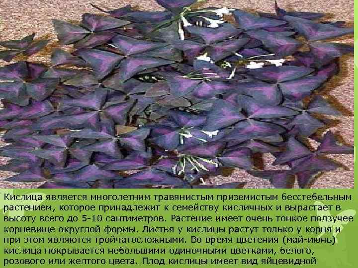 Кислица является многолетним травянистым приземистым бесстебельным растением, которое принадлежит к семейству кисличных и вырастает