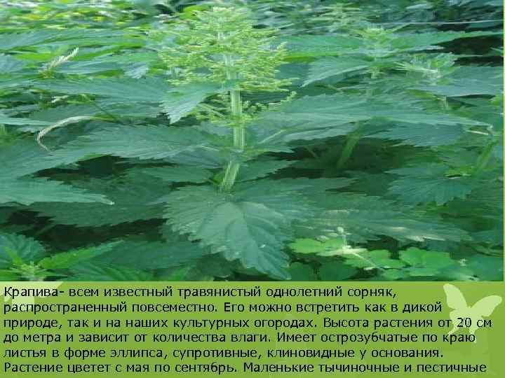 Крапива- всем известный травянистый однолетний сорняк, распространенный повсеместно. Его можно встретить как в дикой