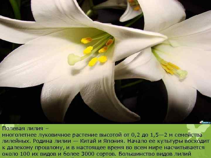 Полевая лилия – многолетнее луковичное растение высотой от 0, 2 до 1, 5— 2