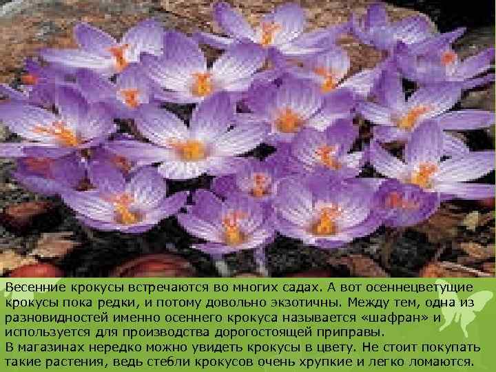 Весенние крокусы встречаются во многих садах. А вот осеннецветущие крокусы пока редки, и потому