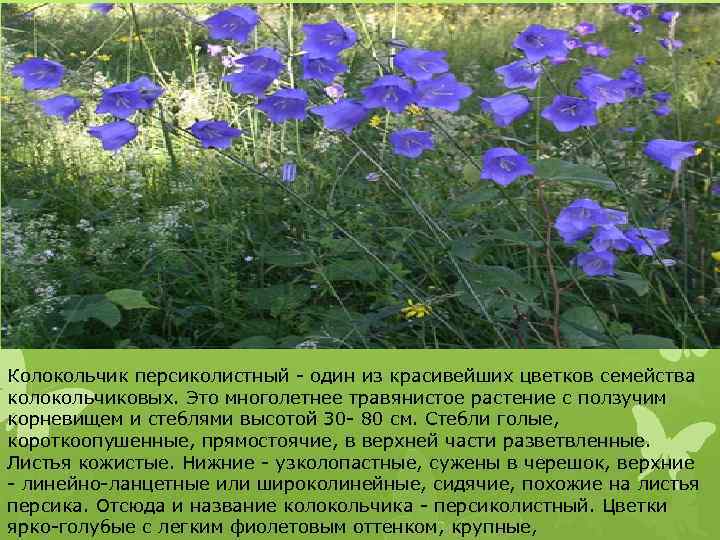 Колокольчик персиколистный - один из красивейших цветков семейства колокольчиковых. Это многолетнее травянистое растение с