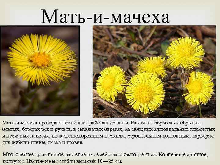 Растение мать мачеха описание фото. Цветы похожие на мать и мачеху. Мать-и-мачеха фото и описание. Мать и мачеха ядовитое растение. Примеси мать и мачехи.