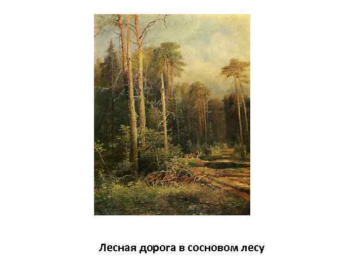 Лесная дорога в сосновом лесу 