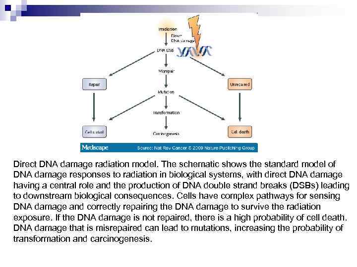 Direct DNA damage radiation model. The schematic shows the standard model of DNA damage