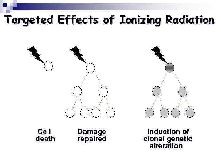 Targeted Effects of Ionizing Radiation Cell death Damage repaired Induction of clonal genetic alteration