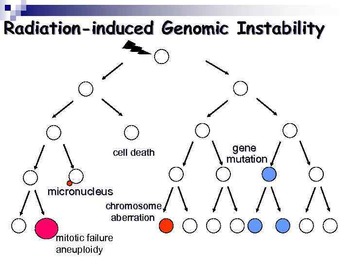 Radiation-induced Genomic Instability cell death micronucleus chromosome aberration mitotic failure aneuploidy gene mutation 
