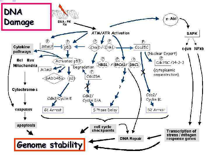 DNA Damage Genome stability 