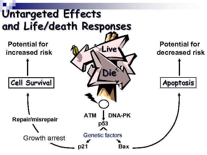 Untargeted Effects and Life/death Responses Potential for increased risk Live Die Cell Survival Repair/misrepair