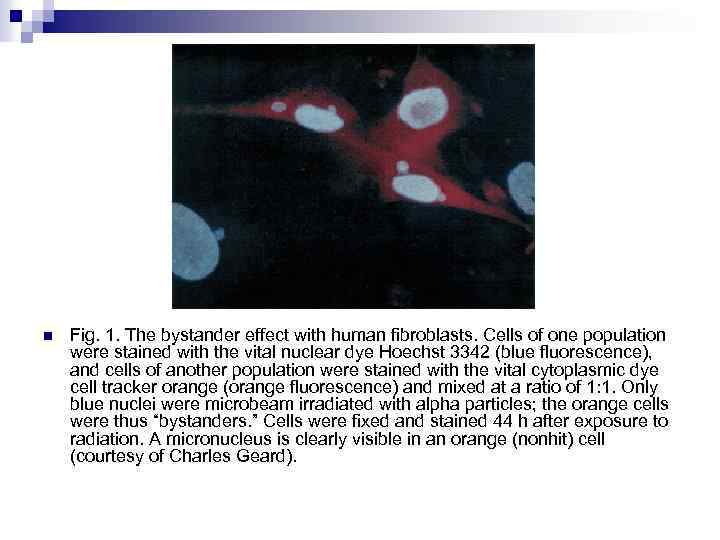 n Fig. 1. The bystander effect with human fibroblasts. Cells of one population were