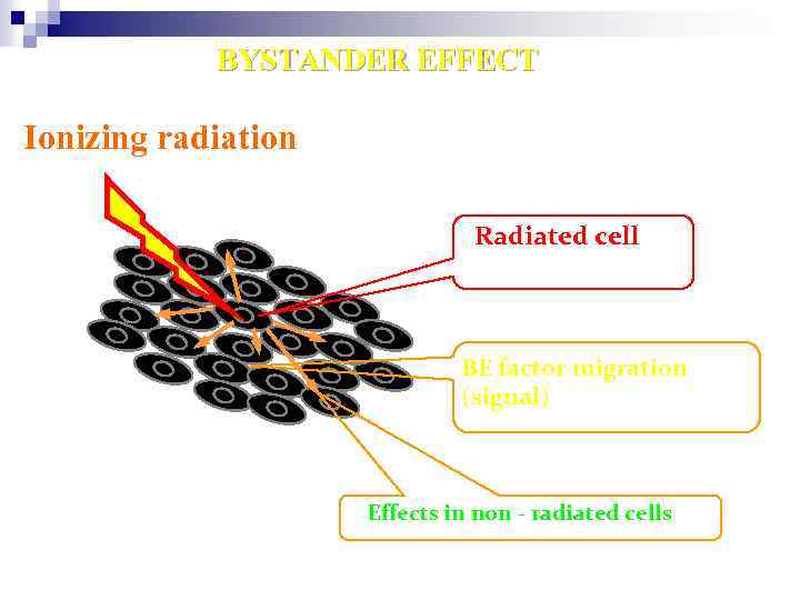 BYSTANDER EFFECT Ionizing radiation Radiated cell BE factor migration (signal) Effects in non -