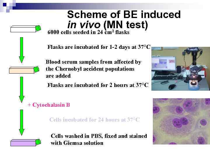 Scheme of BE induced in vivo (MN test) 6000 cells seeded in 24 cm