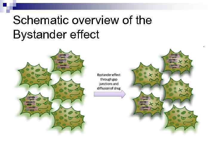 Schematic overview of the Bystander effect 