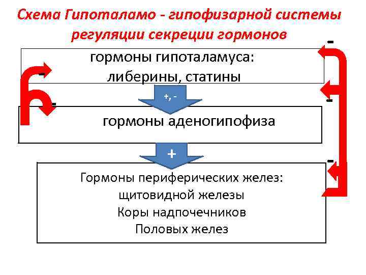 Схема Гипоталамо - гипофизарной системы регуляции секреции гормонов гормоны гипоталамуса: либерины, статины - +,