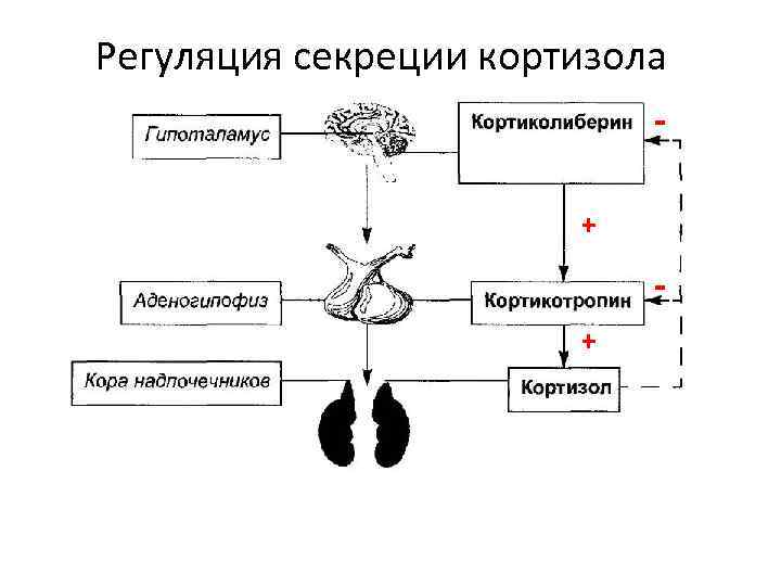 Схема синтеза кортизола