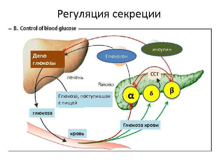 Регуляция секреции инсулин Депо глюкозы Глюкагон ССТ печень Глюкоза, поступившая с пищей α δ
