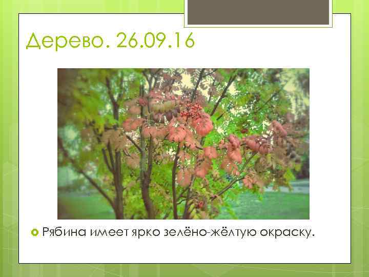 Дерево. 26. 09. 16 Рябина имеет ярко зелёно-жёлтую окраску. 