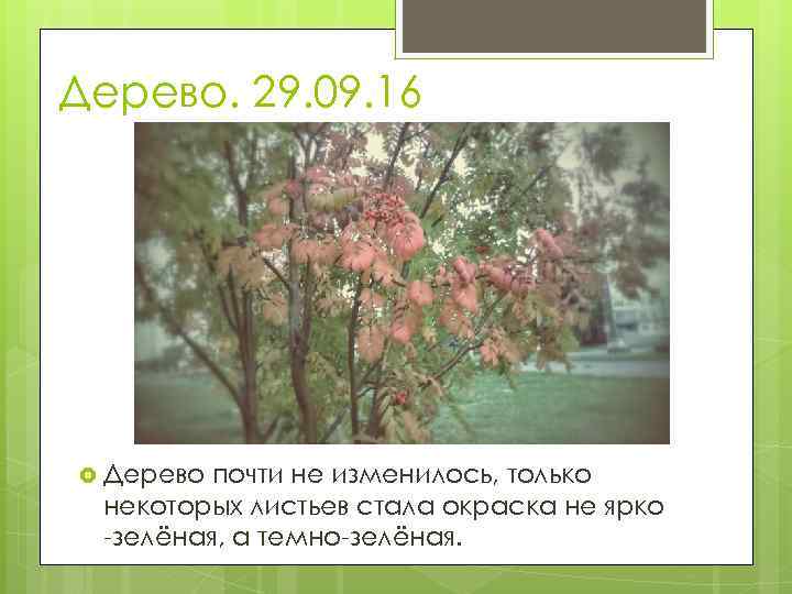 Дерево. 29. 09. 16 Дерево почти не изменилось, только некоторых листьев стала окраска не