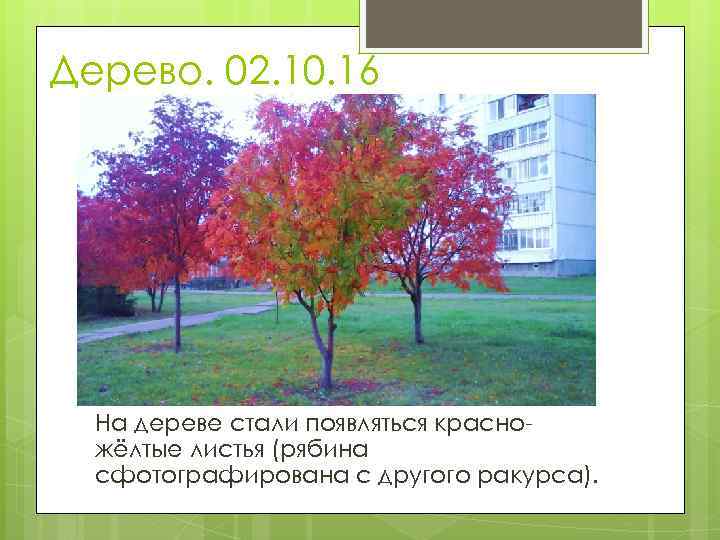 Дерево. 02. 10. 16 На дереве стали появляться красножёлтые листья (рябина сфотографирована с другого