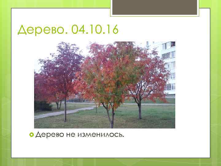 Дерево. 04. 10. 16 Дерево не изменилось. 