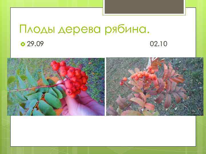 Плоды дерева рябина. 29. 09 02. 10 