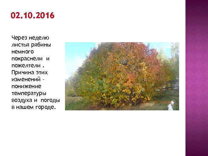 02. 10. 2016 Через неделю листья рябины немного покраснели и пожелтели. Причина этих изменений