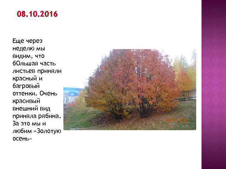 08. 10. 2016 Еще через неделю мы видим, что б. Ольшая часть листьев приняли