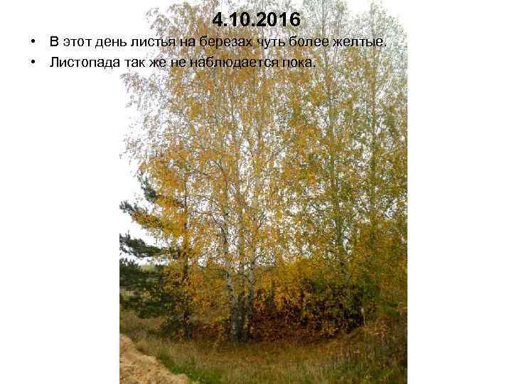 4. 10. 2016 • В этот день листья на березах чуть более желтые. •