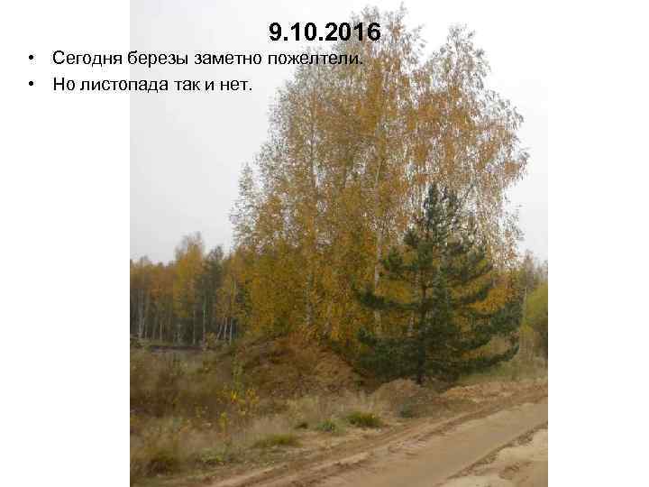 9. 10. 2016 • Сегодня березы заметно пожелтели. • Но листопада так и нет.