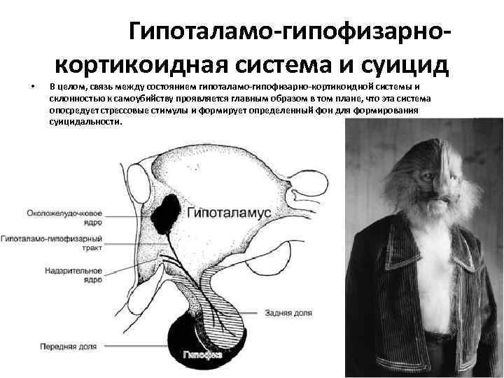  Гипоталамо-гипофизарнокортикоидная система и суицид • В целом, связь между состоянием гипоталамо-гипофизарно-кортикоидной системы и