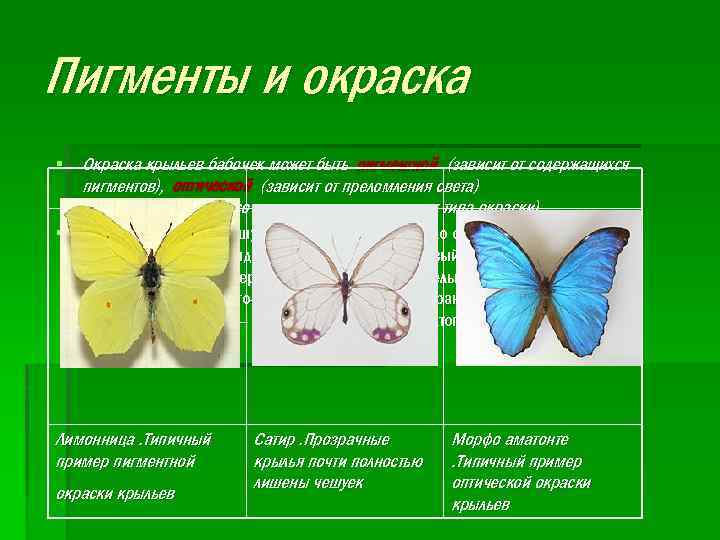 Пигменты и окраска § Окраска крыльев бабочек может быть пигментной (зависит от содержащихся пигментов),