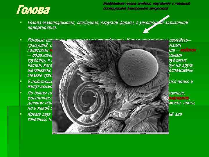 Голова Изображение головы огнёвки, полученное с помощью сканирующего электронного микроскопа § Голова малоподвижная, свободная,