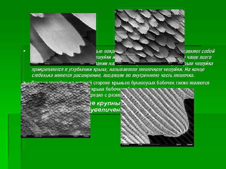 § Крылья, как правило, полностью покрыты чешуйками, которые представляют собой видоизменённые щетинки. Чешуйки имеют