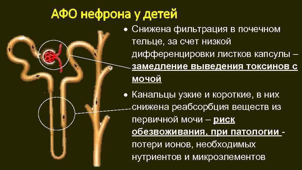 На рисунке часть нефрона в которой происходит фильтрация крови обозначена цифрой