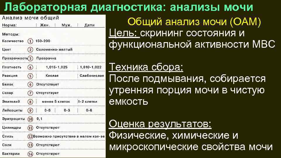 Лабораторная диагностика: анализы мочи Общий анализ мочи (ОАМ) Цель: скрининг состояния и функциональной активности