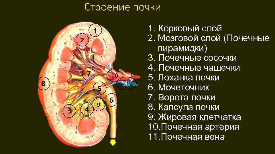 Какие органы мочевыделительной системы показаны на рисунке под цифрами 1 5