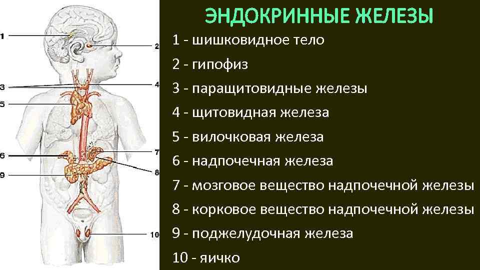 ЭНДОКРИННЫЕ ЖЕЛЕЗЫ 1 - шишковидное тело 2 - гипофиз 3 - паращитовидные железы 4