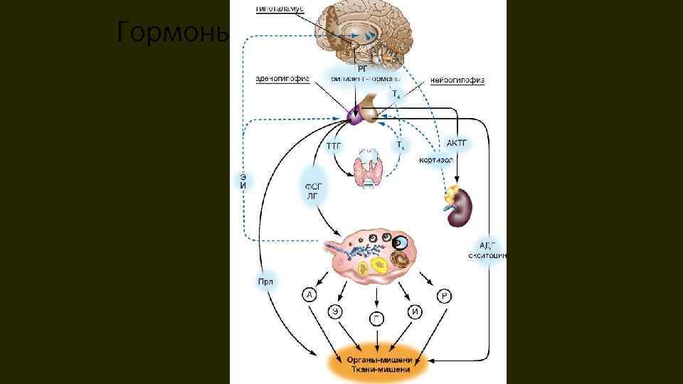Гормоны гипофиза 